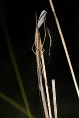 Zaprochilus australis