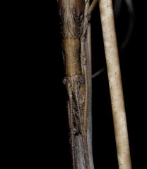 Zaprochilus australis