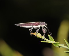Rhinotia suturalis