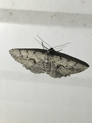 Cymatophora approximaria