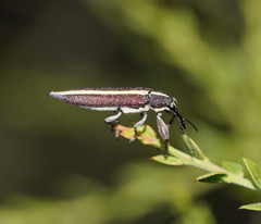 Rhinotia suturalis