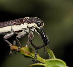 Rhinotia suturalis