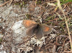 Erebia tyndarus