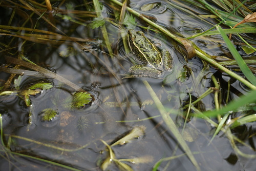 Northern Leopard Frog