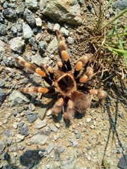 Brachypelma hamorii