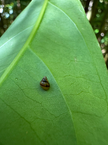Auriculella observed 2025-08-17