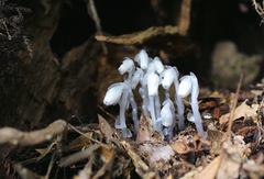 Monotropastrum humile