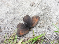 Erebia tyndarus