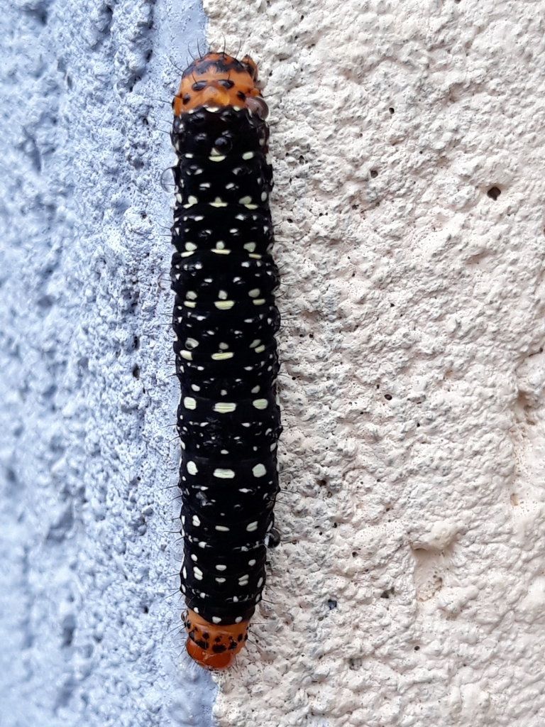 Xanthopastis timais