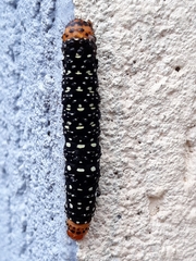 Xanthopastis timais