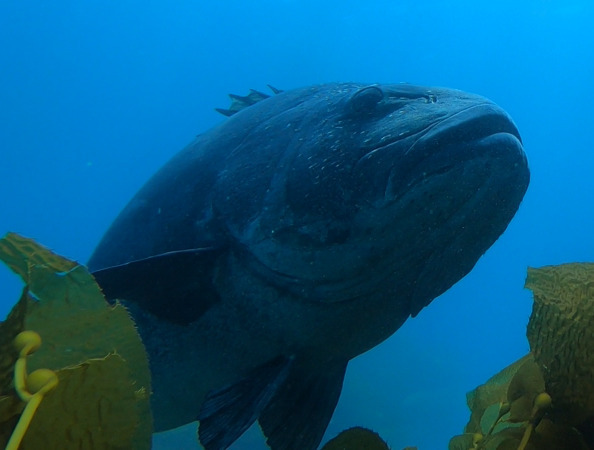 Giant sea bass seen close up in blue water beside kelp, Los Angeles County, California