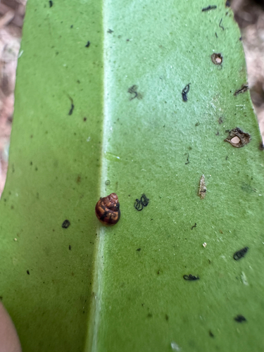Auriculella observed 2025-08-17