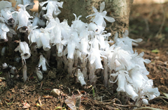 Monotropastrum humile