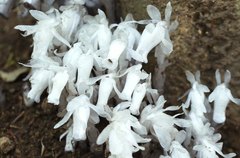 Monotropastrum humile