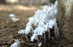 Monotropastrum humile