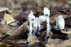 Monotropastrum humile