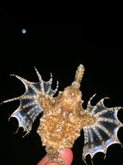 Eurypegasus draconis