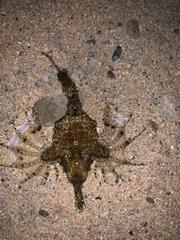 Eurypegasus draconis