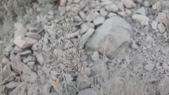 Solidagininae