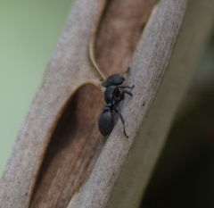 Cephalotes multispinosus