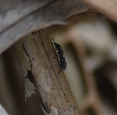 Cephalotes multispinosus