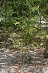 Chamaedorea seifrizii