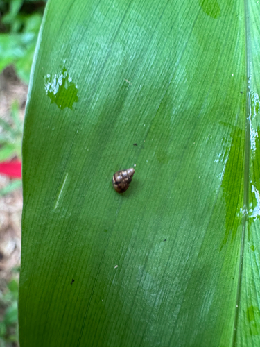 Auriculella observed 2025-08-17