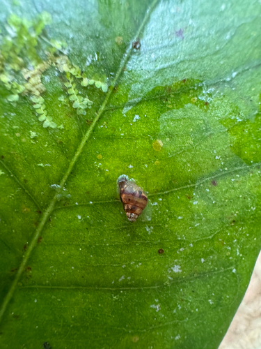 Auriculella observed 2025-08-17