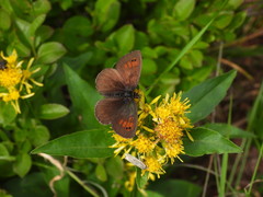 Erebia tyndarus
