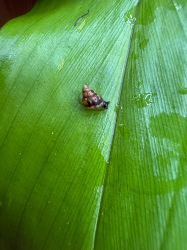 Auriculella observed 2025-08-17
