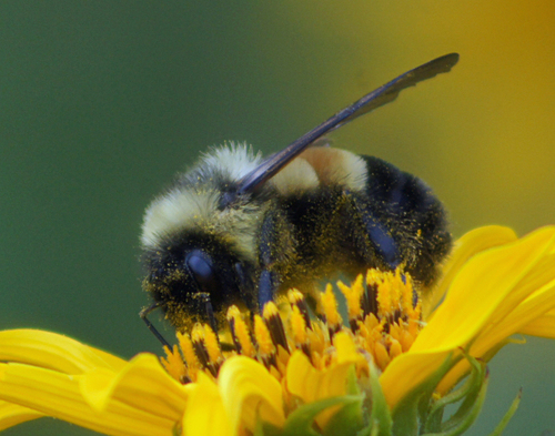 Rusty-patched Bumble Bee photographed in Wisconsin