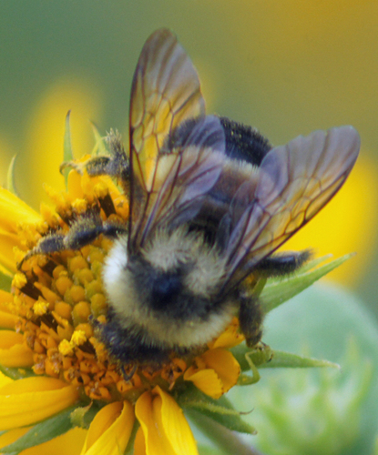 Rusty-patched Bumble Bee