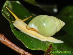 Amphidromus
