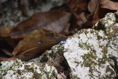 Argia gaumeri