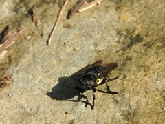 Cuterebra enderleini