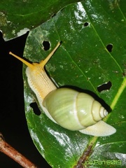 Amphidromus
