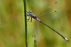 Lestes stultus