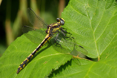 Phanogomphus kurilis