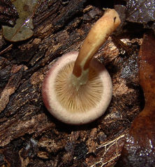 Gymnopilus luteofolius