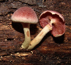 Gymnopilus luteofolius