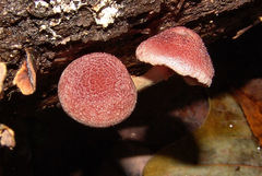 Gymnopilus luteofolius