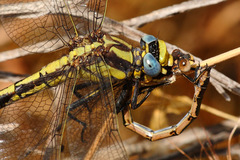 Phanogomphus kurilis