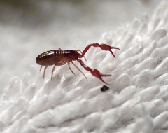 Neobisiidae