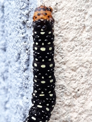 Xanthopastis timais