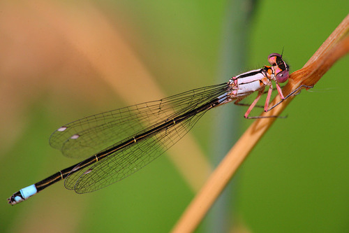 Pacific Forktail