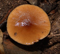 Simocybe serrulata