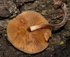 Simocybe serrulata