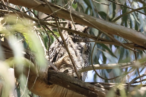 View observation of {o.common_name} on iNaturalist