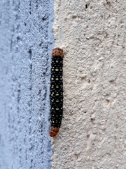Xanthopastis timais