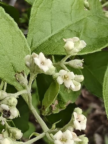 Buddleja parviflora (Buddleja parviflora)